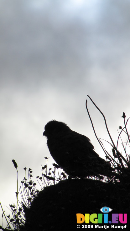 SX08847 Silhouette of Kestrel (Falco tinnunculus) on Trevelgue Head - Porth